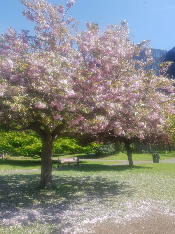 Picture of a blossom tree in Victoria Park